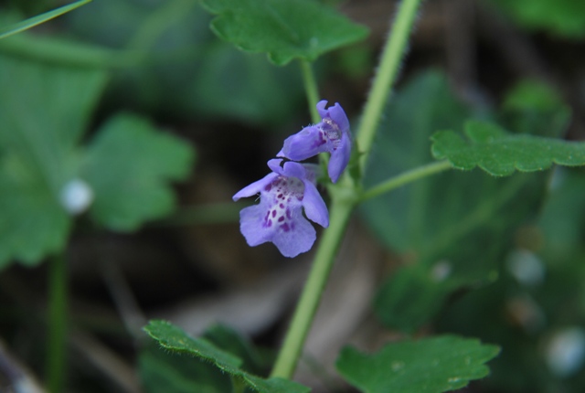 Glechoma hederacea